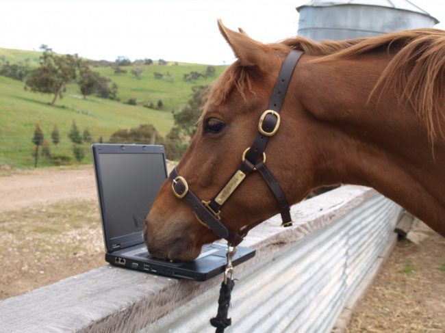 Horse improves marketing automation Marketing automation improving your equine business