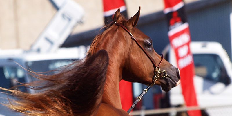 stallion