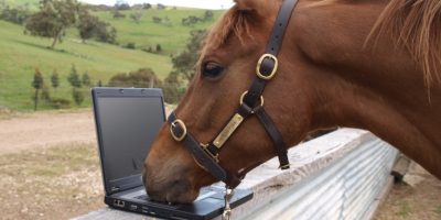Horse improves marketing automation Marketing automation improving your equine business