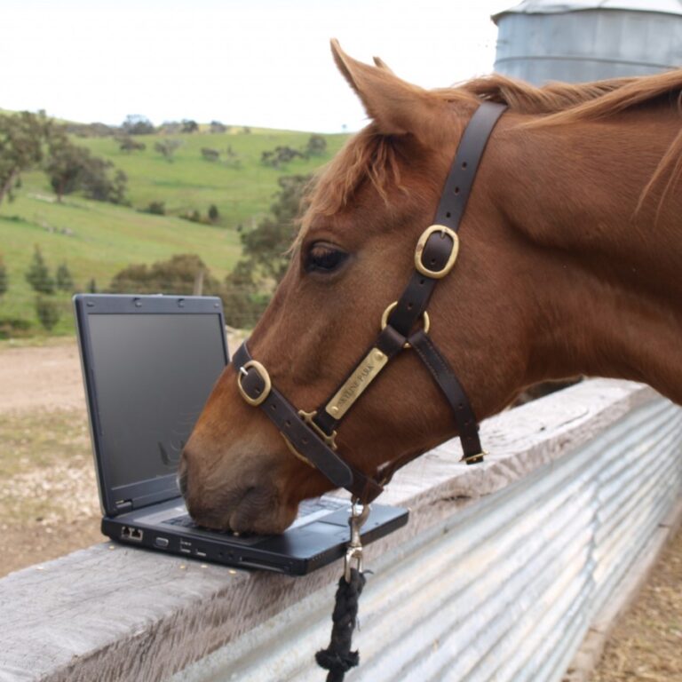 Marketing automation improving your equine business