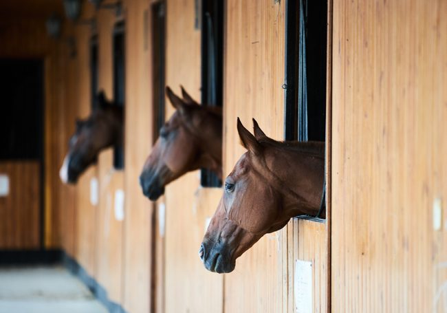 Chestnut horses looking out of stall. Working through the crisis of your horse business