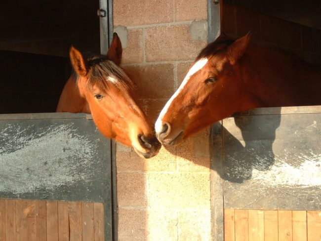 Two horses posted on social media Using horse imagery for social media strategy