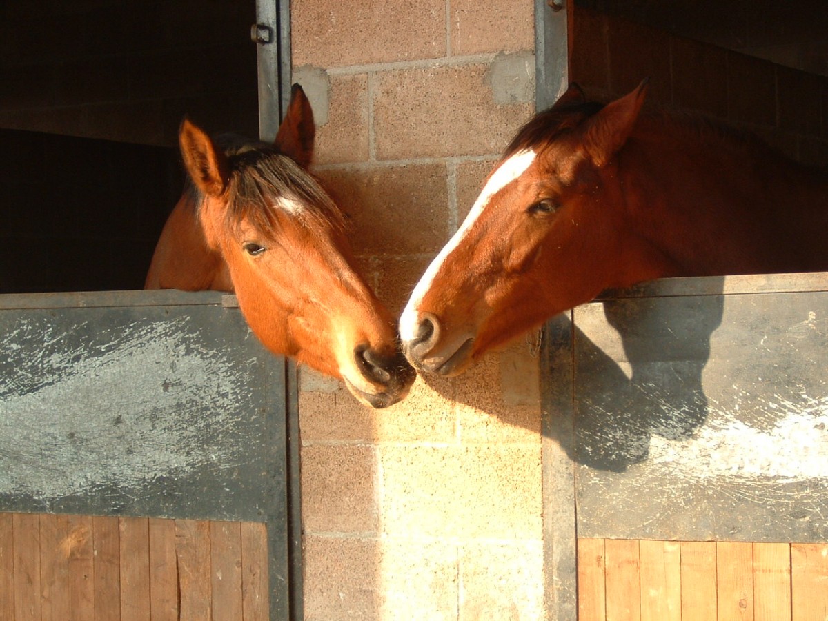 Two horses posted on social media Using horse imagery for social media strategy