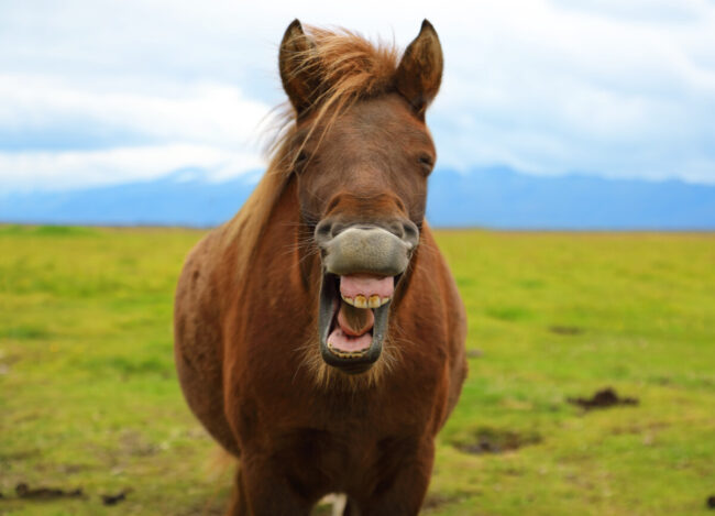 Running a social media competition for Equestrian Businesses