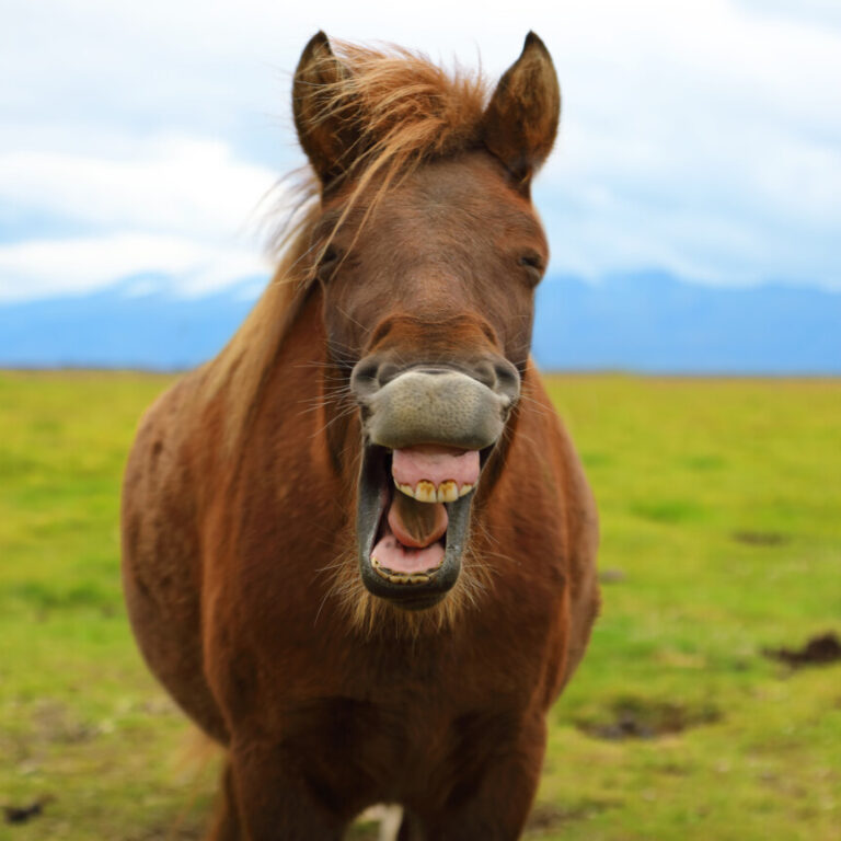 Running a social media competition for Equestrian Businesses