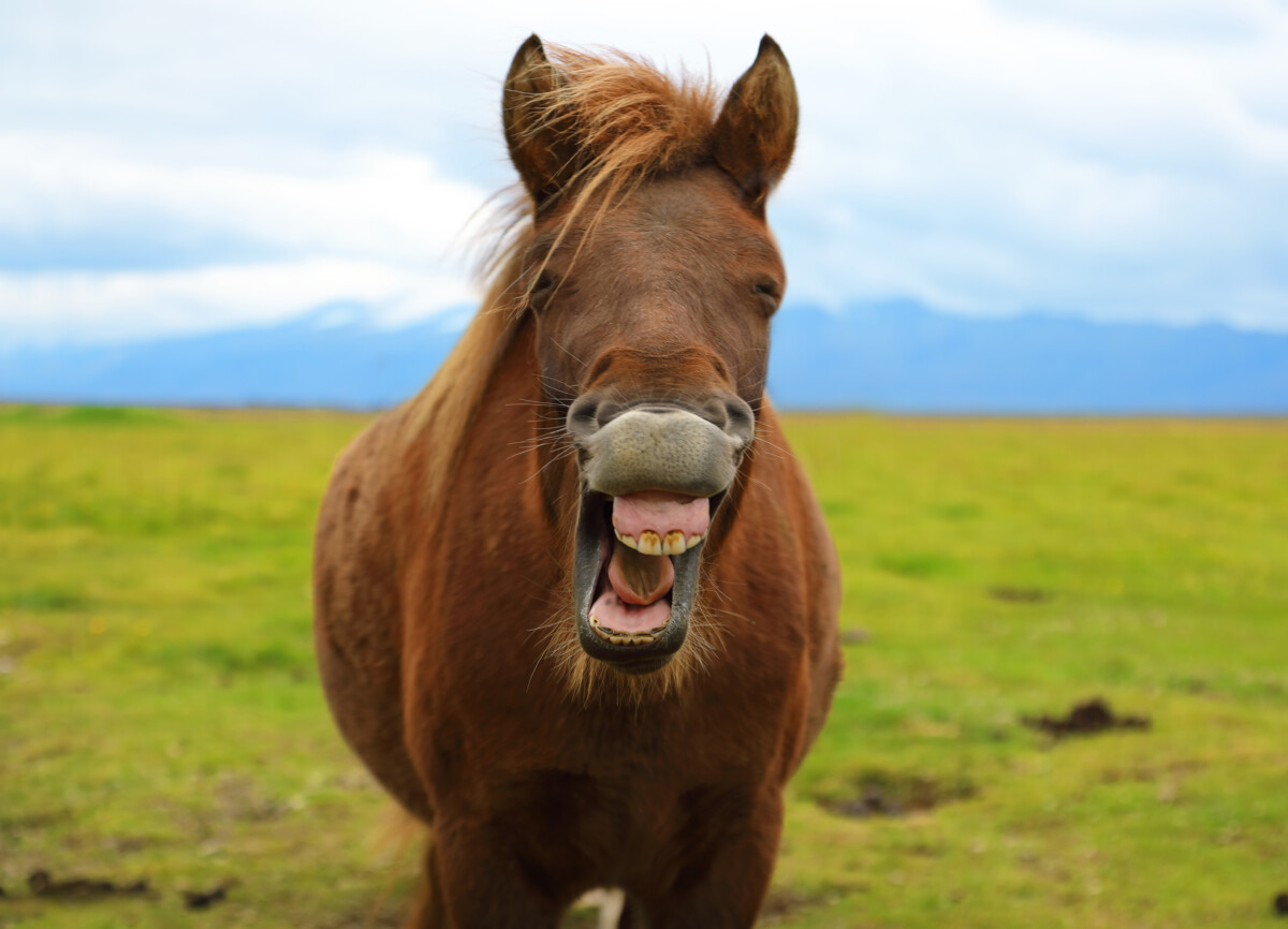 Horse with a sense of humor Running a social media competition for Equestrian Businesses